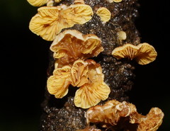 Crepidotus stromaticus