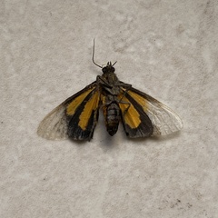 Virbia medarda