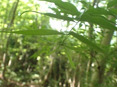 Buckleya lanceolata