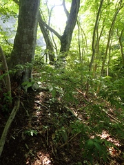 Buckleya lanceolata