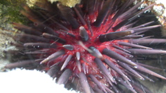 Echinometra lucunter