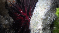 Echinometra lucunter