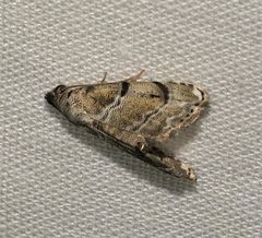 Abablemma bilineata