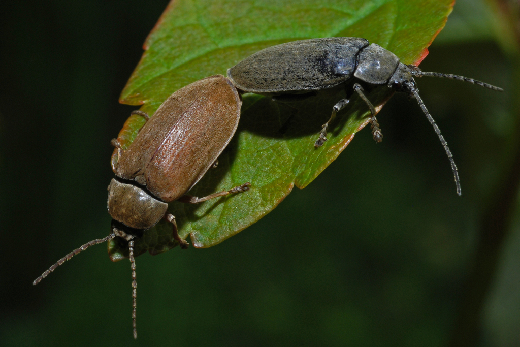 Orchid Beetle