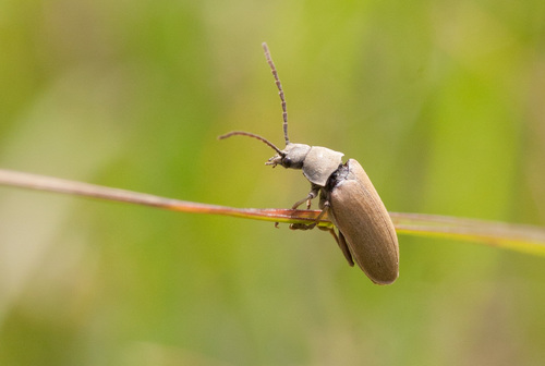 Orchid Beetle
