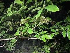 Fraxinus pennsylvanica lanceolata