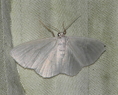 Acratodes suavata
