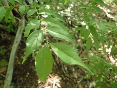 Buckleya lanceolata