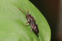 Nomada
