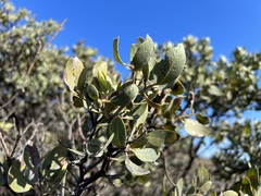 Arctostaphylos pungens