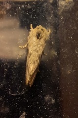 Acrolophus arcanella