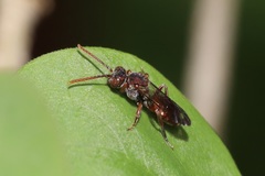 Nomada