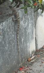 Calotes versicolor