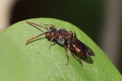 Nomada