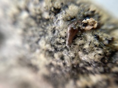 Endeavouria septemlineata