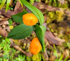 Alstroemeriaceae