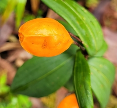Alstroemeriaceae