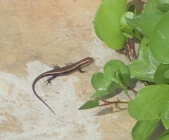 Eutropis multifasciata