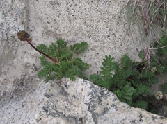 Acaena magellanica
