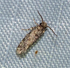 Amydria margoriella