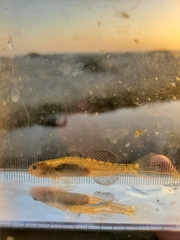 Eucyclogobius newberryi