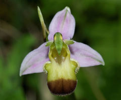 Ophrys apifera bicolor