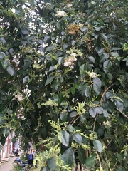 Ligustrum
