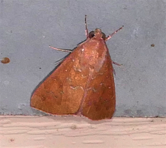 Anomis illita