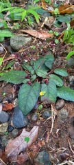 Strobilanthes reptans