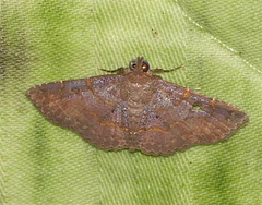Antiblemma perva