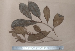 Chionanthus mala-elengi