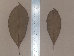 Chionanthus mala-elengi