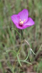 Clarkia gracilis gracilis