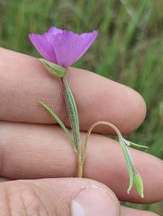 Clarkia gracilis gracilis