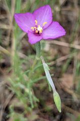 Clarkia gracilis gracilis