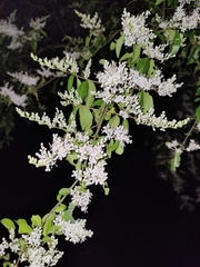 Ligustrum
