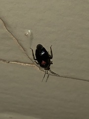 Deraeocoris sayi