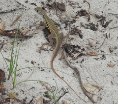 Leiolepis belliana