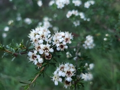 Kunzea toelkenii