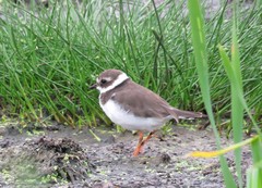Charadrius hiaticula tundrae