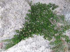 Baccharis nivalis