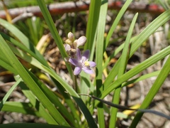 Liriope minor