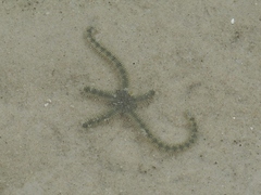Ophiocnemis marmorata