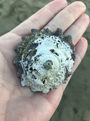 Astraea heliotropium