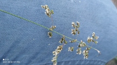 Anthoxanthum repens