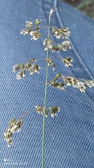 Anthoxanthum repens