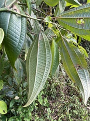 Miconia laevigata