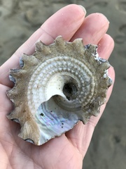 Astraea heliotropium