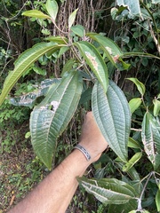 Miconia laevigata