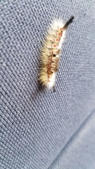 Orgyia pseudotsugata